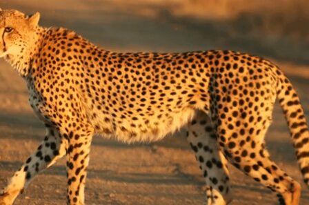 speed of a cheetah