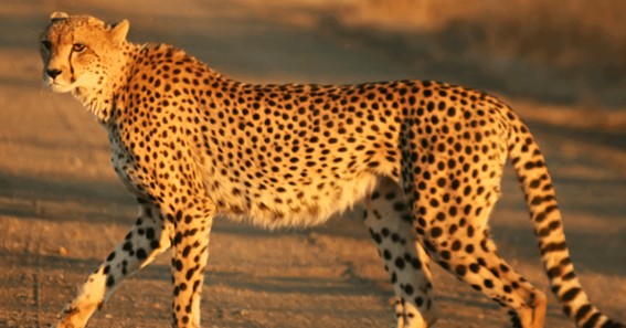 speed of a cheetah