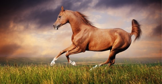 speed of a horse
