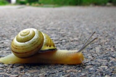 speed of snail