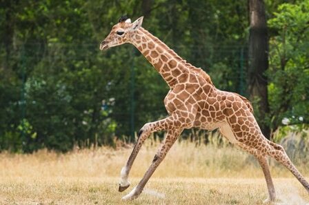 What Is The Speed Of A Giraffe? 
