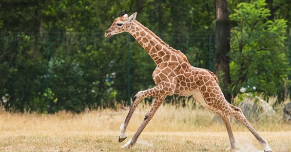 What Is The Speed Of A Giraffe? 