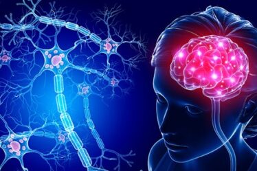 What Is The Speed Of Neural Transmission? 