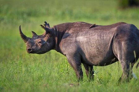 What Is The Speed Of Rhino? 