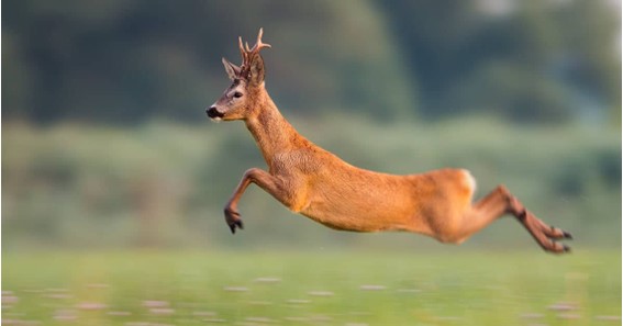 speed of a deer