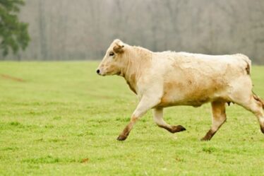 speed of a cow