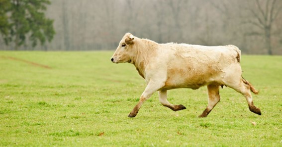 speed of a cow