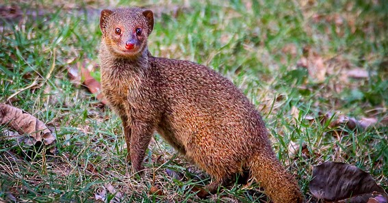 speed of a mongoose